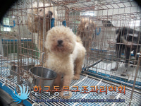 서울 성북구 하월곡동에서 푸들 발견 보호