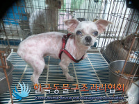서울 강북구 오현로32길 이마트에브리데이 인근에서 말티즈 발견 보호
