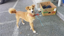 충남 당진시 대호만로 2351에서 갈흰색 강아지 발견 보호