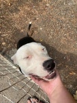 옆집 강아지 쓰다듬고 싶어 쪽지 남긴 여성이 받은 답장..물론이죠!