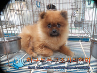 서울 동대문구 이문동에서 포메라니안 발견 보호