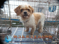 경기 포천 영북면사무소 부근에서 갈흰색 강아지 발견 보호