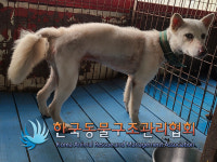 경기 포천 화현면 화동로 445에서 흰색 강아지 발견 보호