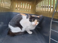 포항시 남구 오천읍 해병로 청호하이츠에서 삼색 고양이 발견 보호