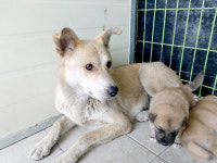 포항 남구 오천읍 철강산단로에서 황백색 어미와 새끼 4마리 발견 보호