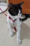 경북 영천 트라이얼마트 앞에서 검흰색 집 고양이 발견 보호..빨간 목걸이