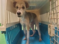 부산 해운대 장산역에서 회색 폭스테리어 발견 보호