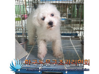 서울 송파구 마천동에서 푸들 발견 보호