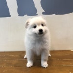 서울 강동구 배재고 앞 풀숲에서 흰색 강아지 발견 보호