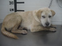 경기 가평 신천리에서 연갈색 강아지 발견 보호