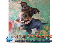 경기 김포 양촌읍에서 로트와일러 발견 보호..빨간 목걸이