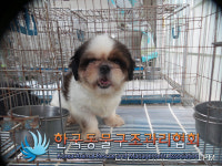 경기 김포 운양로 김포성창아파트에서 시츄 발견 보호