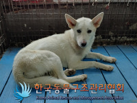 경기 김포 양촌읍 석뫼로에서 흰색 강아지 발견 보호