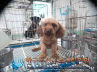 경기 김포 운양로 김포성창아파트에서 푸들 발견 보호