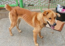 광주 광산구 비아119에서 갈색 강아지 발견 보호