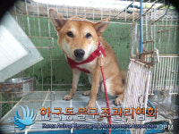 경기 의정부 장암동 장암주공2단지에서 갈흰색 강아지 발견 보호