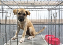 경기 이천 설성면 진상미로에서 크림색 강아지 발견 보호