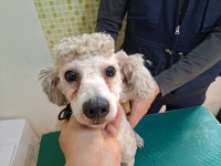 충남 아산 음봉면 음봉로에서 크림색 강아지 발견 보호