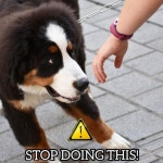 美톱스타 개훈련사 “처음 본 개에게 손 냄새 맡게 하지마세요!”