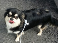 경기 수원 오목초등학교에서 장모 치와와 발견 보호