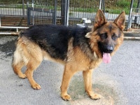 경기 용인 처인구 남사면 아리실복지원에서 저먼 셰퍼드 독 발견 보호