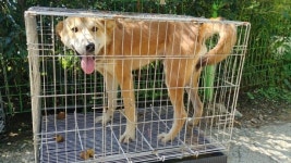 경기 양평 오빈역에서 갈색 강아지 발견 보호