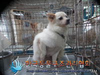 서울 동대문구 정릉천 동로36에서 흰갈색 강아지 발견 보호