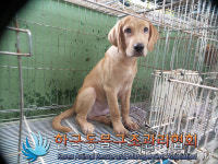 경기 동두천 장고갯로106 월드메르디앙 앞에서 갈색 강아지 발견 보호