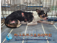 서울 동대문구 이문동에서 갈검흰색 강아지 발견..몸 곳곳에 화상 의심 상처