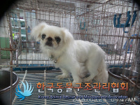 서울 동대문구 전농동에서 페키니즈 발견 보호