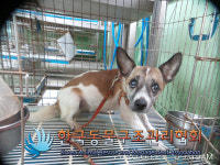 서울 동대문구 이문동에서 갈흰색 강아지 발견 보호