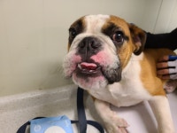 부산 금정 상현로 83에서 잉글리시 불독 발견 보호