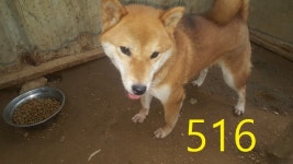 인천 계양구청에서 시바 발견 보호