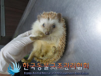 경기 의정부 평화로 교보빌딩 인근에서 고슴도치 발견 보호