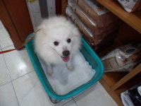 서울 양천구 지양로7길6 편의점 앞 도로변에서 스피츠 발견 보호