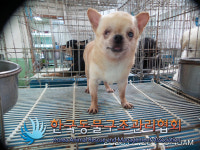 서울 강남구 압구정동 미성2차 인근에서 치와와 발견 보호