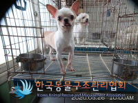 서울 구로구 신도림동 안양천 일대에서 치와와 발견 보호