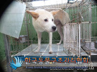 서울 강서구 화곡1동에서 갈흰색 강아지 발견 보호