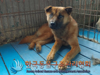 서울 은평구 불광동에서 갈검정 강아지 발견 보호