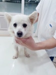 충북 옥천 옥천읍 장야주공아파트에서 스피츠 발견 보호