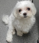 경기 용인 기흥구 동백동에서 말티즈 발견 보호