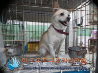 서울 강북구 미아동에서 갈색 강아지 발견 보호