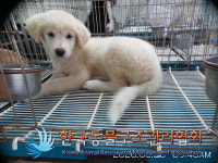 경기 동두천 이담로 휴먼빌2차아파트에서 노흰색 어린 강아지 발견 보호