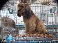 경기 포천 관인면 담터길에서 갈검정색 강아지 발견 보호