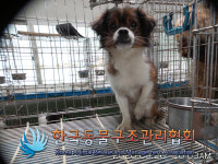 경기 포천 일동면 화동로에서 갈검흰색 강아지 발견 보호