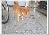 대전 중구 오류동 서대전역 주변에서 진돗개 발견 보호
