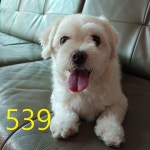 인천 계양 효성동 2번종점에서 말티즈 발견 보호