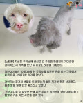 주유소에 자신 버린 주인 기다리던 강아지..새 가족 만난 뒤 되찾은 미소