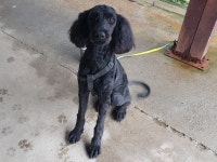 경기 안산 팔곡파출소에서 푸들 발견 보호..훈련됨