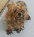 경기 수원 권선구 경수대로 235번길에서 요크셔 테리어 발견 보호